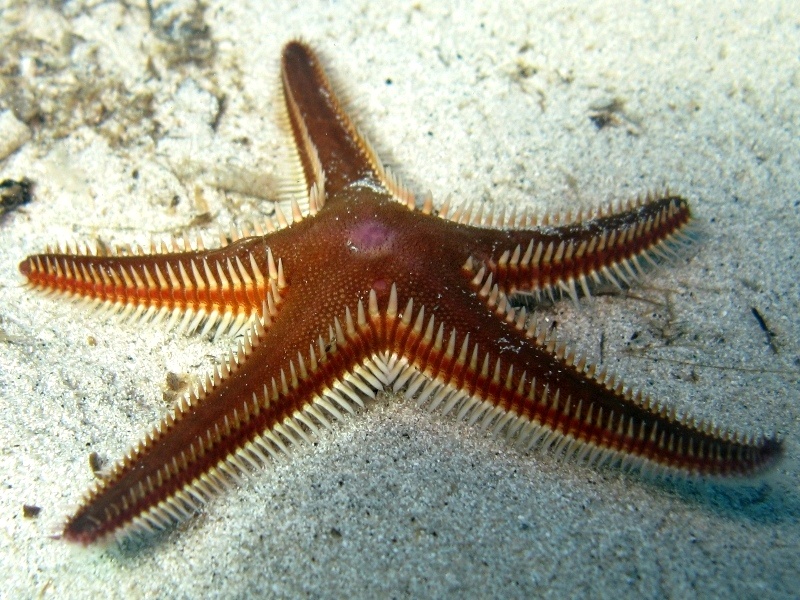 Astropecten bispinosus (Otto, 1823)